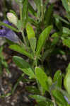 Oblongleaf snakeherb